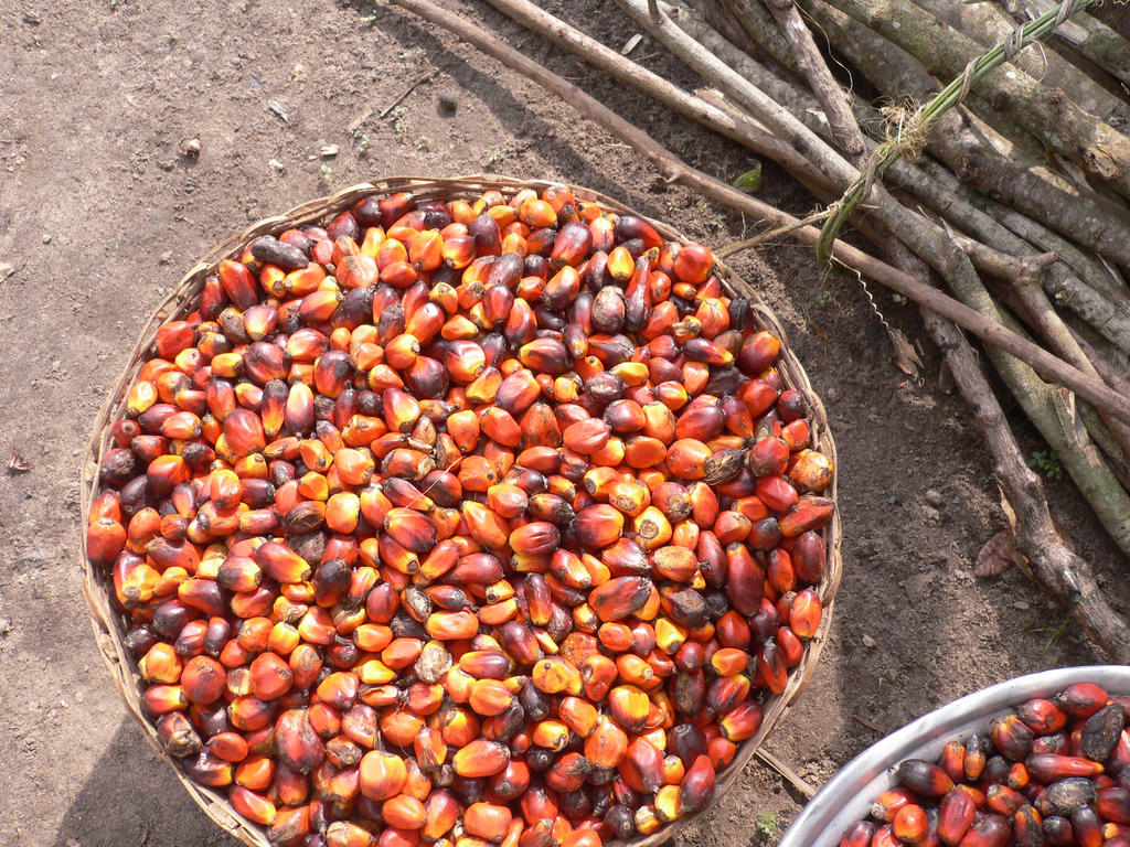 palm oil fruit